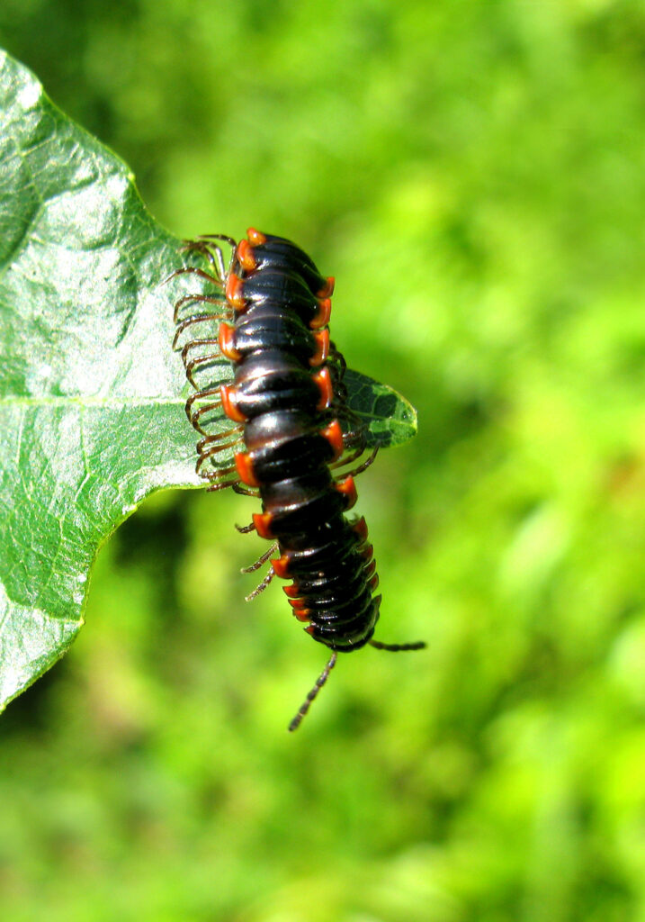 Kaki Seribu Berpunggung Datar (Ordo Polydesmida)