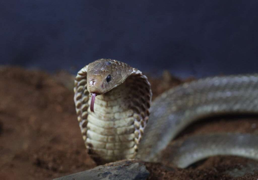 Ular Kobra Jawa (Naja sputatrix)