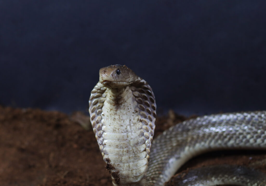 Ular Kobra Jawa (Naja sputatrix)