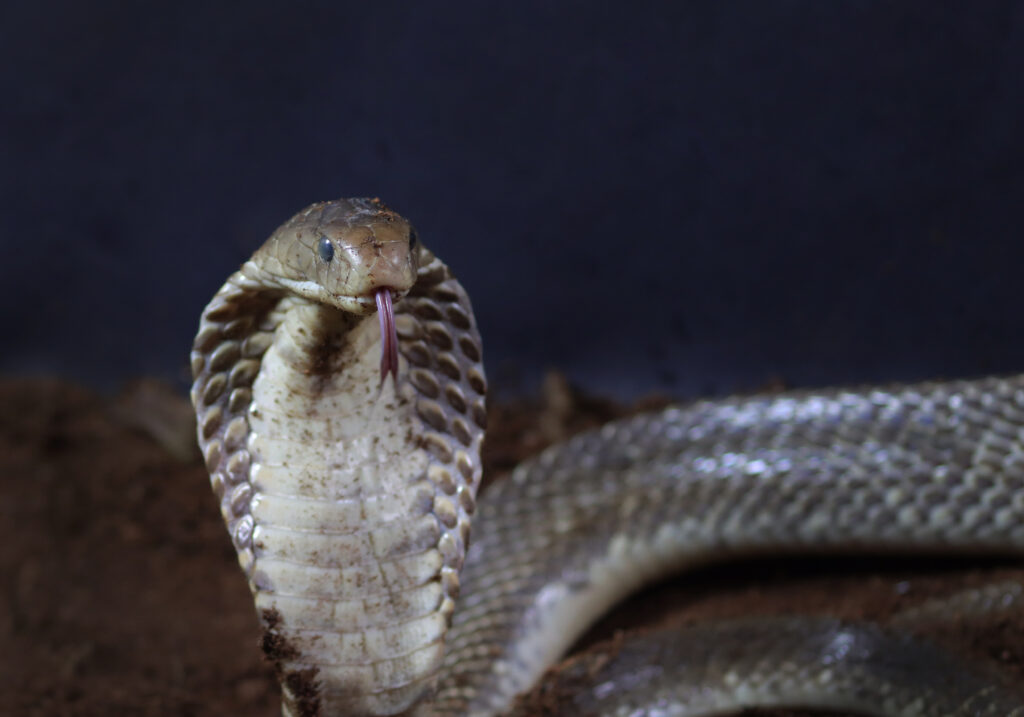 Ular Kobra Jawa (Naja sputatrix)