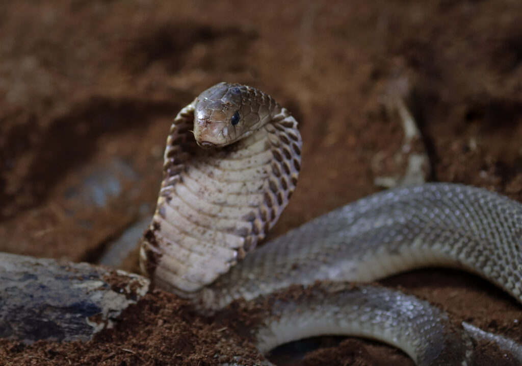 Ular Kobra Jawa (Naja sputatrix)