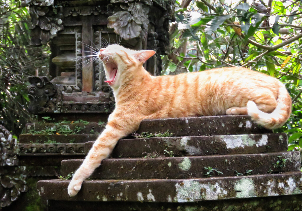 Domestic Cat (Felis catus)