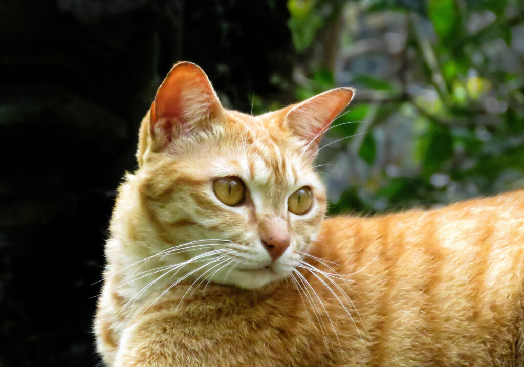 Domestic Cat (Felis catus)