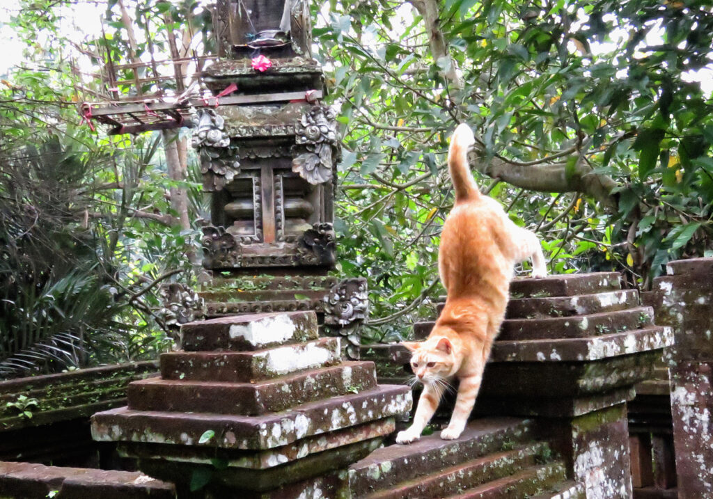 Domestic Cat (Felis catus)