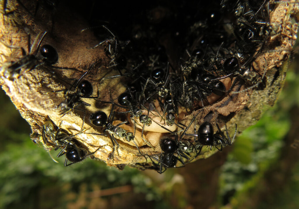 Semut Formicine (Subfamili Formicinae)