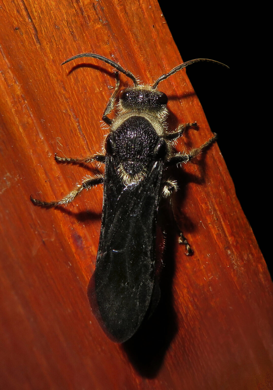 Velvet Ants (Family Mutillidae) – Bali Wildlife