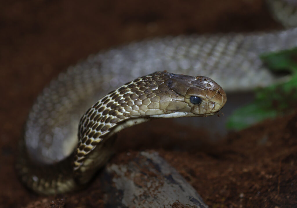 Indonesian Cobra