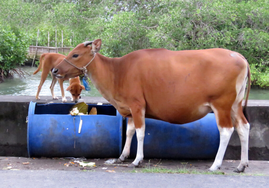 Sapi Bali (Bos javanicus f. domesticus)