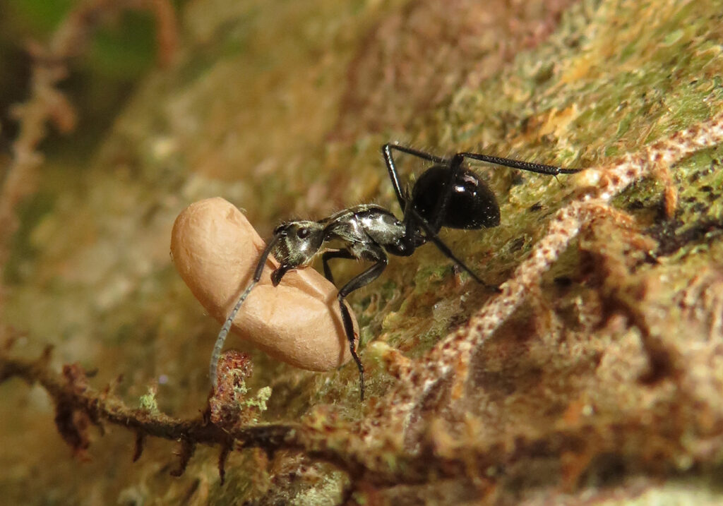 Semut Formicine (Subfamili Formicinae)