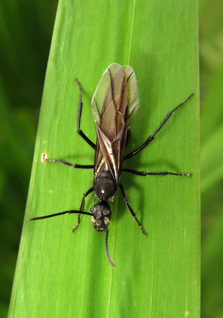 Semut Formicine (Subfamili Formicinae)