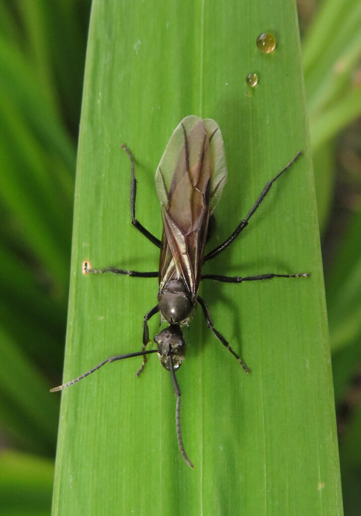 Semut Formicine (Subfamili Formicinae)