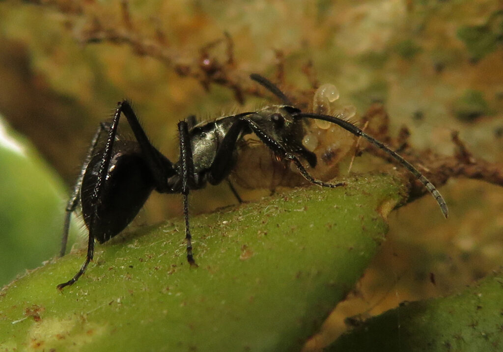 Semut Formicine (Subfamili Formicinae)