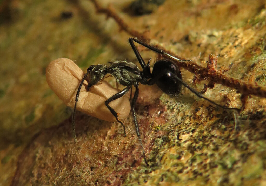 Semut Formicine (Subfamili Formicinae)