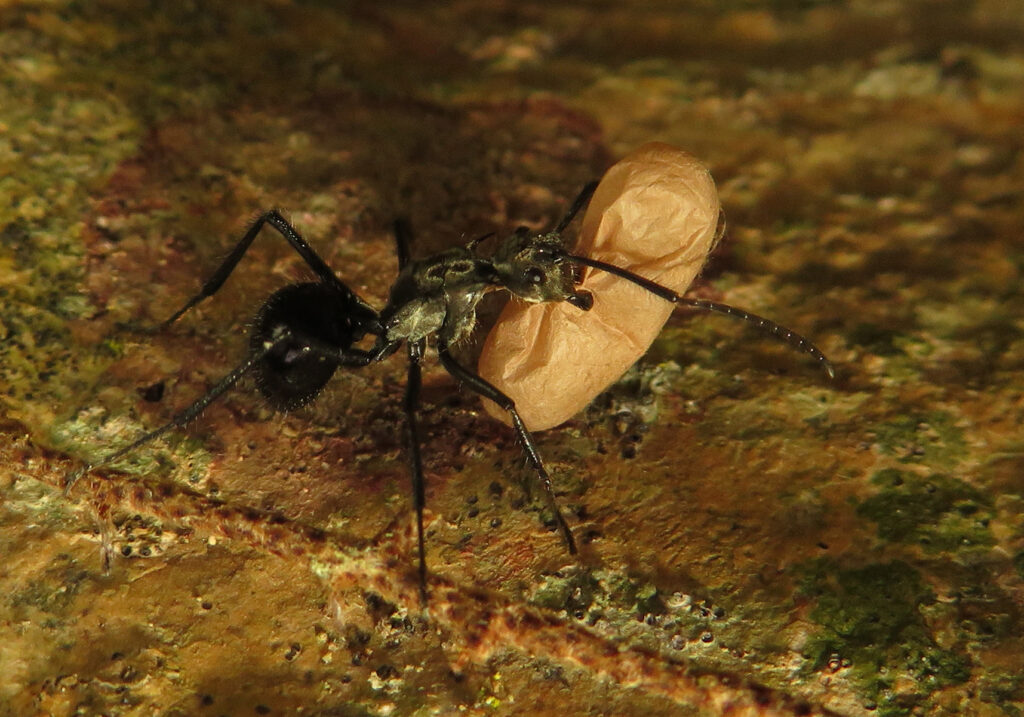 Semut Formicine (Subfamili Formicinae)