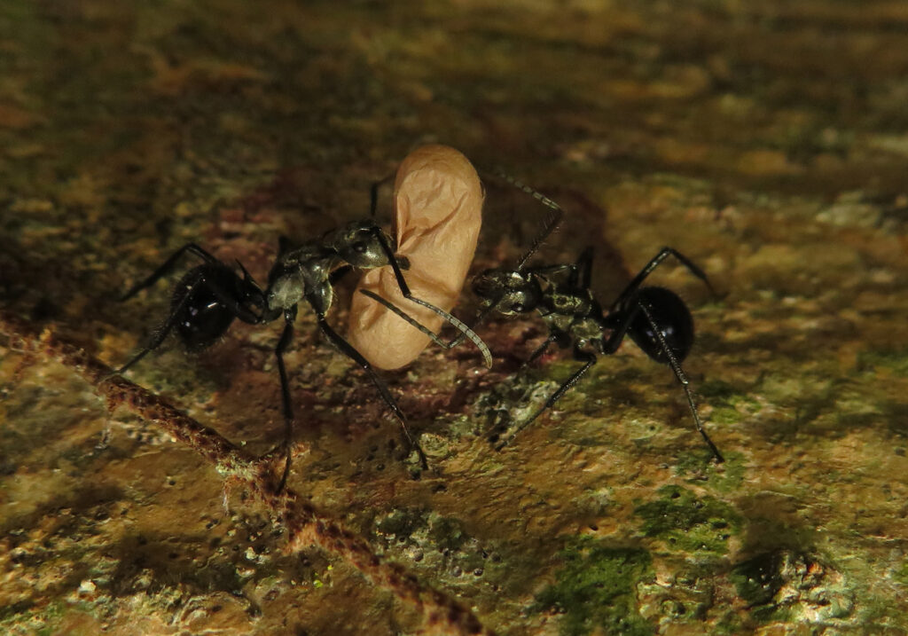 Semut Formicine (Subfamili Formicinae)