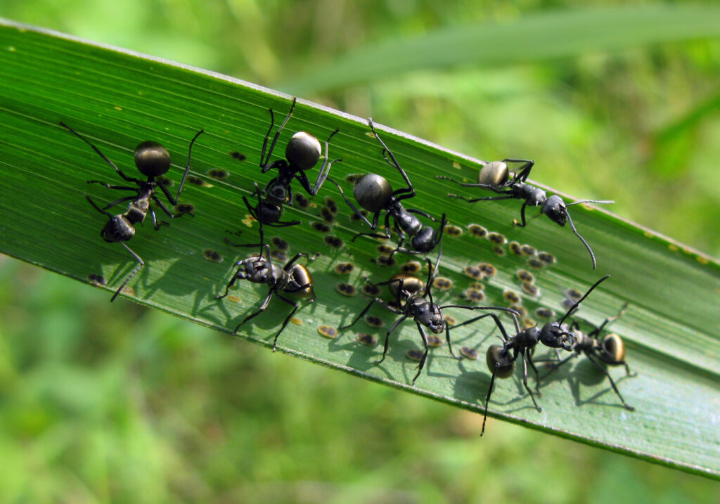 Semut Formicine (Subfamili Formicinae)