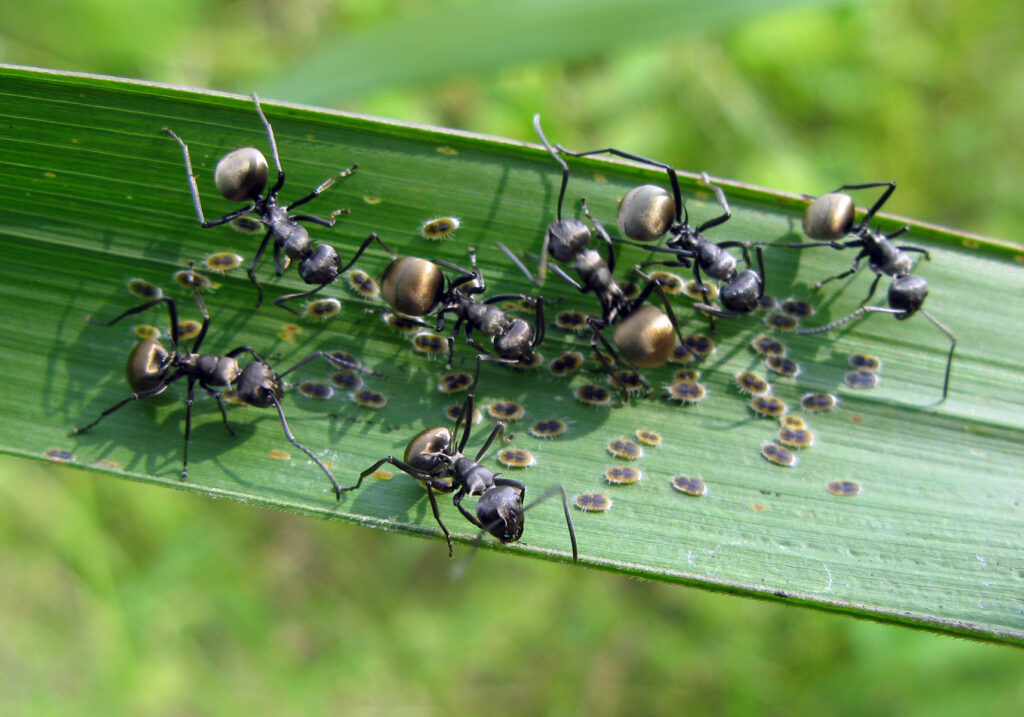 Semut Formicine (Subfamili Formicinae)