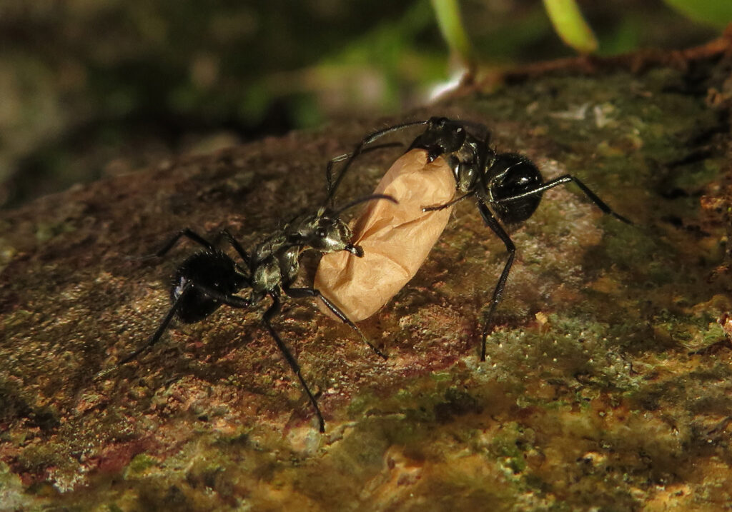 Semut Formicine (Subfamili Formicinae)