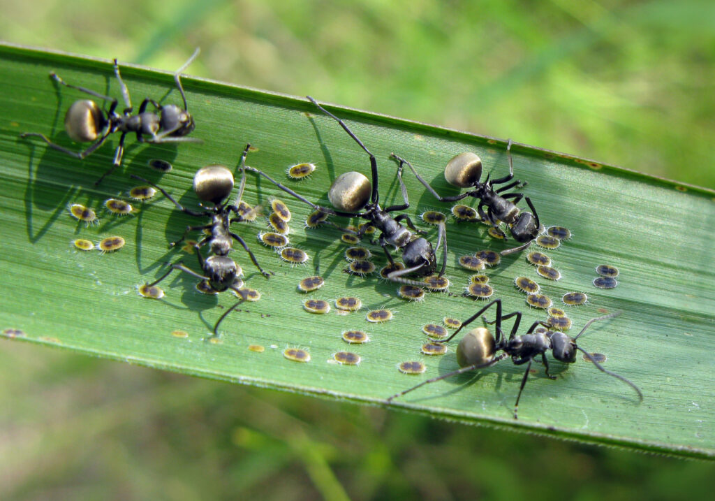 Semut Formicine (Subfamili Formicinae)