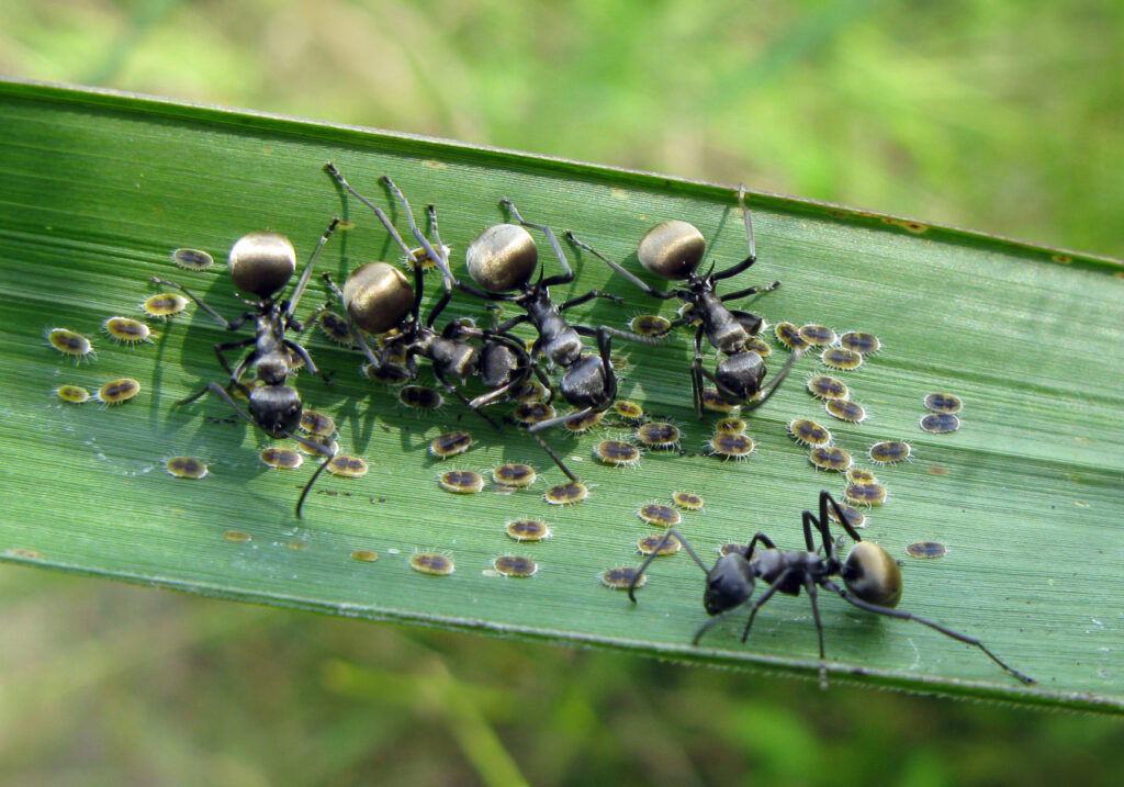 Semut Formicine (Subfamili Formicinae)