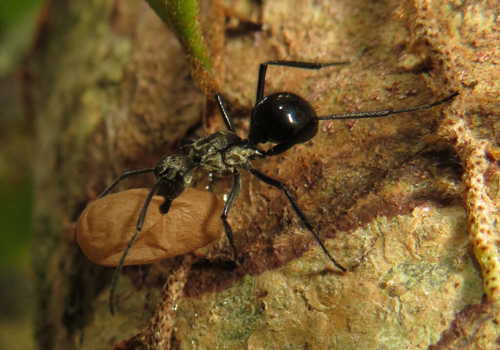 Semut Formicine (Subfamili Formicinae)