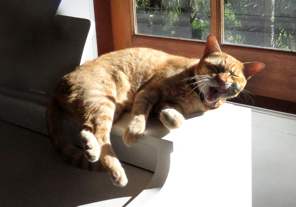 Domestic Cat (Felis catus)