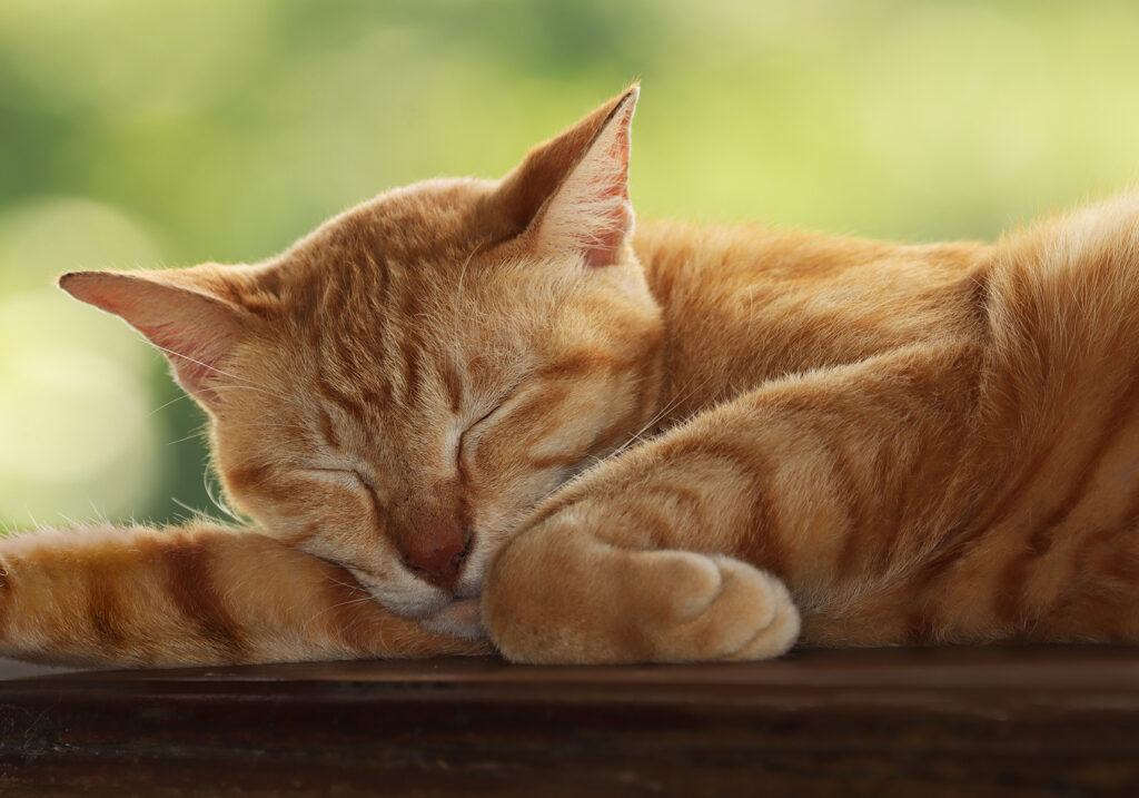 Domestic Cat (Felis catus)