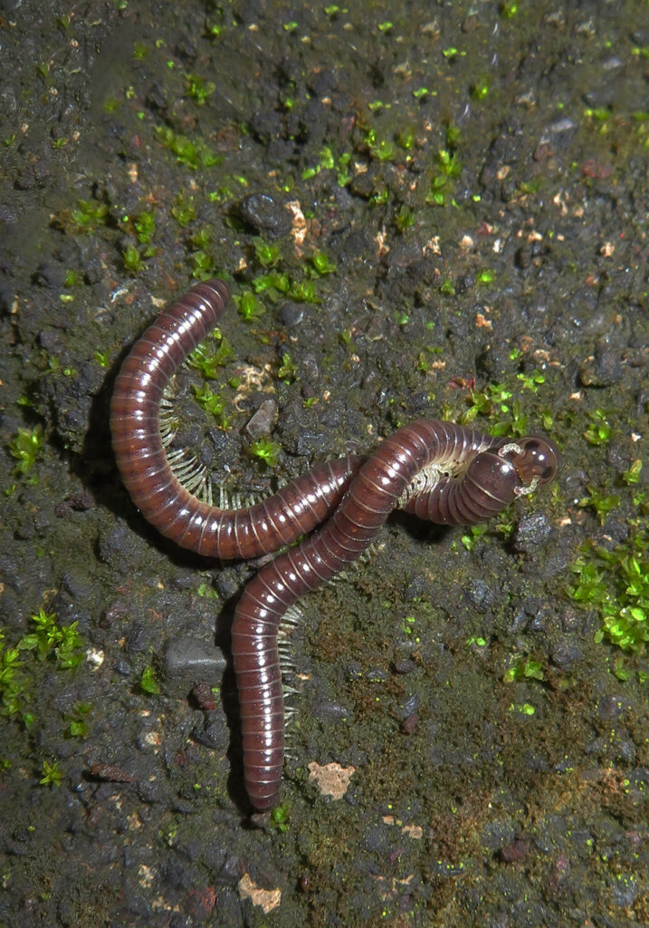 Kaki Seribu Punggung Bulat (Superordo Juliformia)