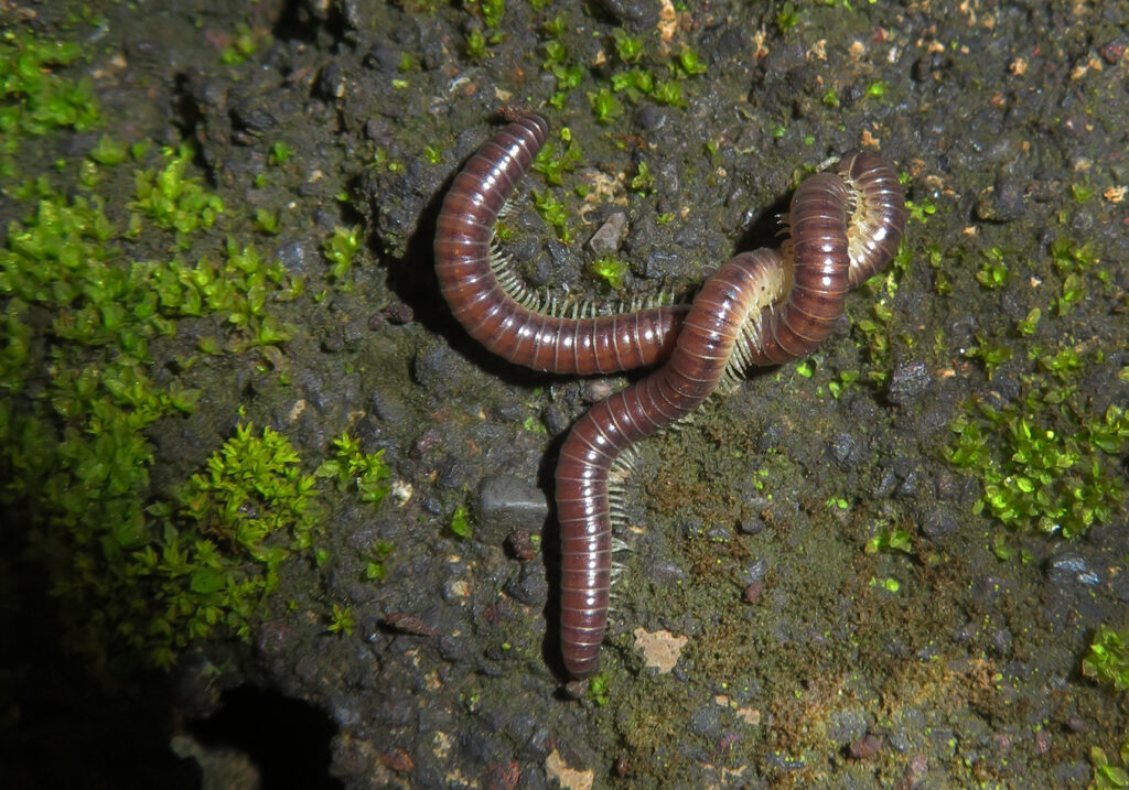 Kaki Seribu Punggung Bulat (Superordo Juliformia)