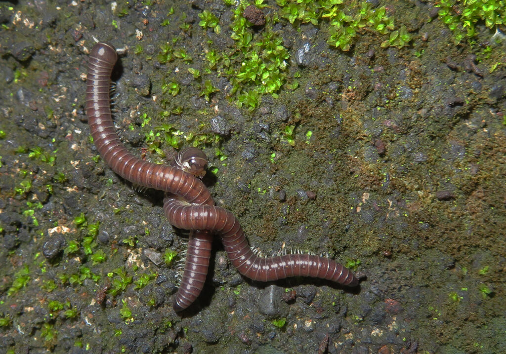 Kaki Seribu Punggung Bulat (Superordo Juliformia)