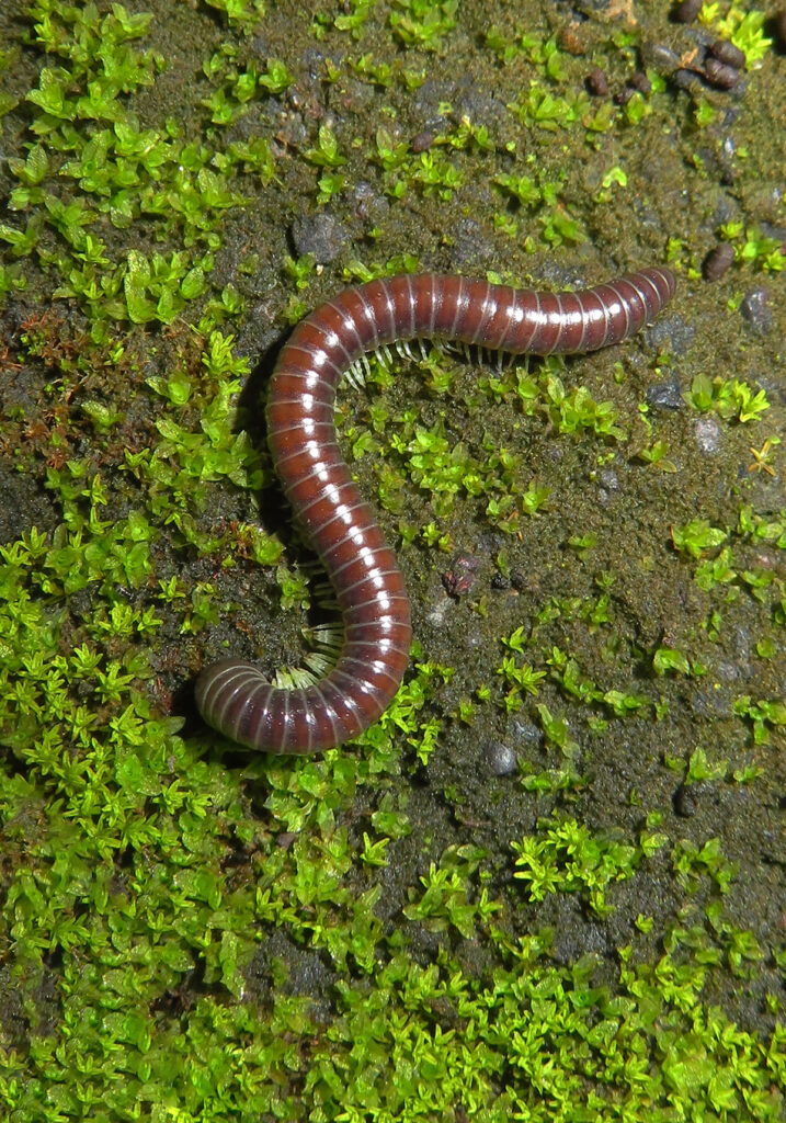 Kaki Seribu Punggung Bulat (Superordo Juliformia)
