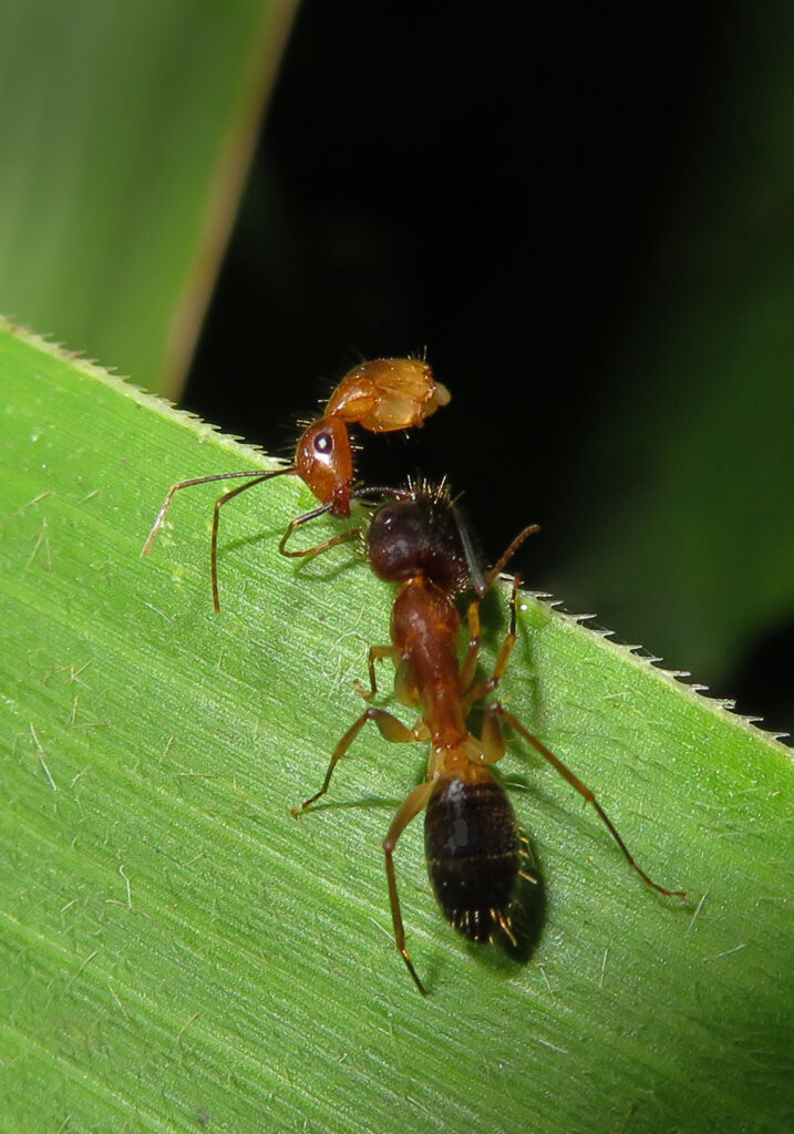 Semut Camponotine (Tribe Camponotini)