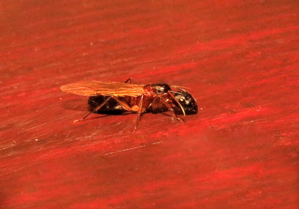 Semut Camponotine (Tribe Camponotini)