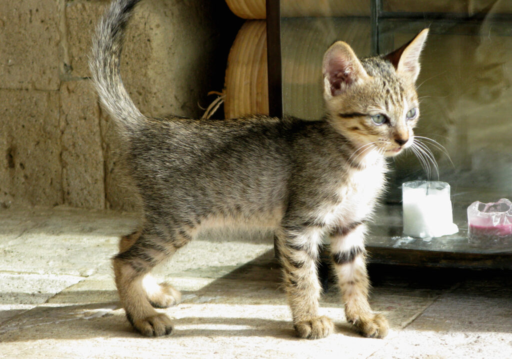 Domestic Cat (Felis catus)