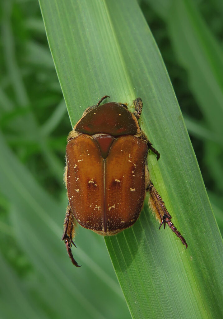 Protaetia ciliata