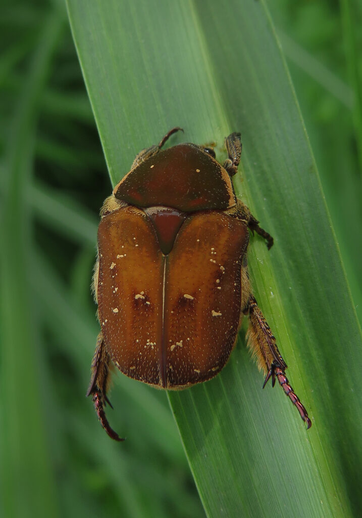 Protaetia ciliata