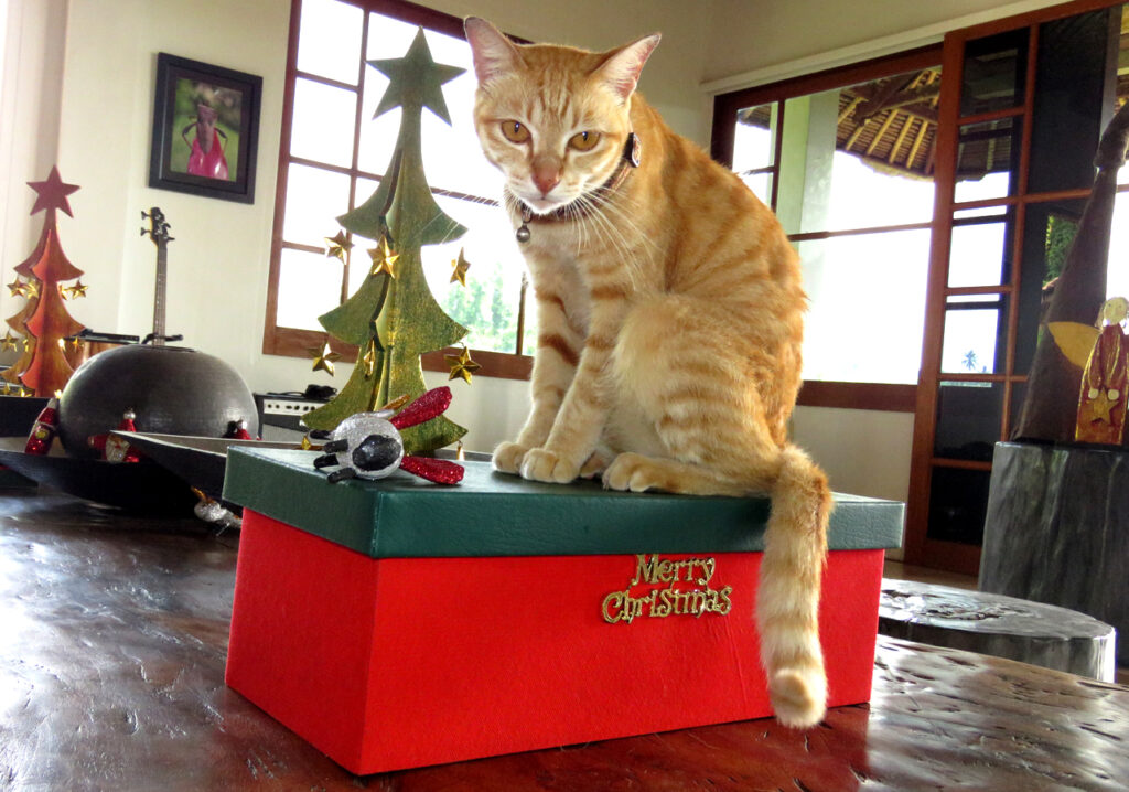 Domestic Cat (Felis catus)