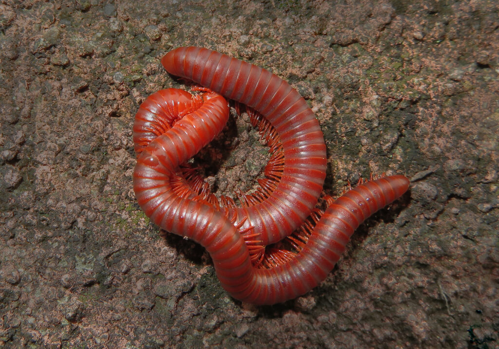 Kaki Seribu Punggung Bulat (Superordo Juliformia)