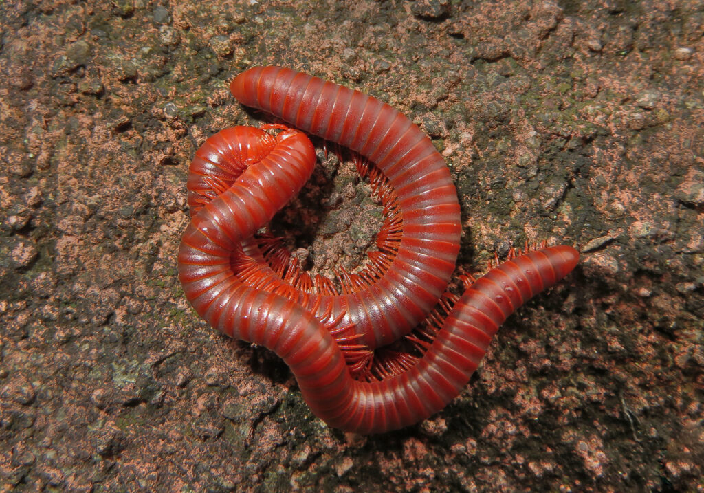 Kaki Seribu Punggung Bulat (Superordo Juliformia)