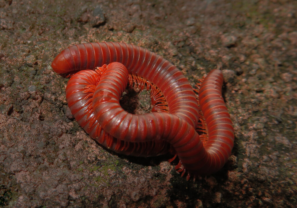 Kaki Seribu Punggung Bulat (Superordo Juliformia)
