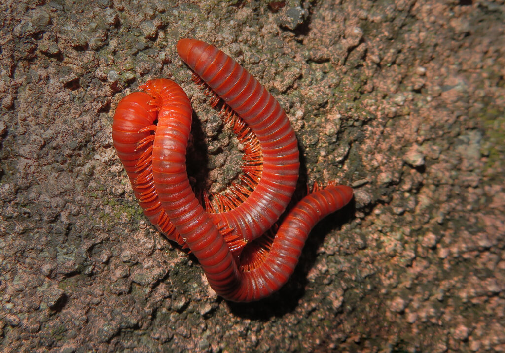 Kaki Seribu Punggung Bulat (Superordo Juliformia)