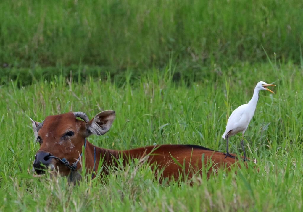 Sapi Bali (Bos javanicus f. domesticus)