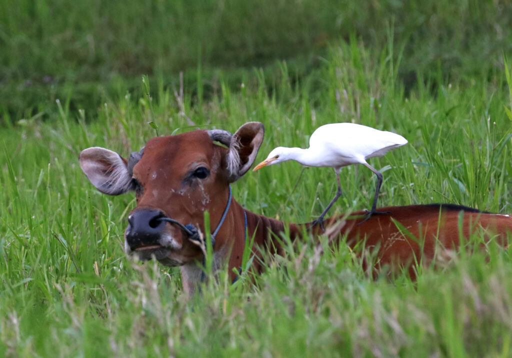Sapi Bali (Bos javanicus f. domesticus)