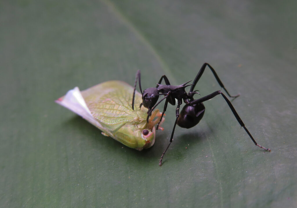 Semut Formicine (Subfamili Formicinae)