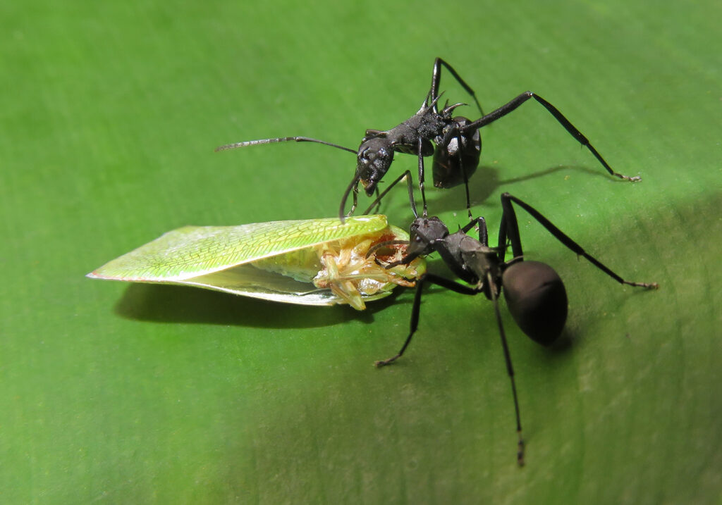 Semut Formicine (Subfamili Formicinae)