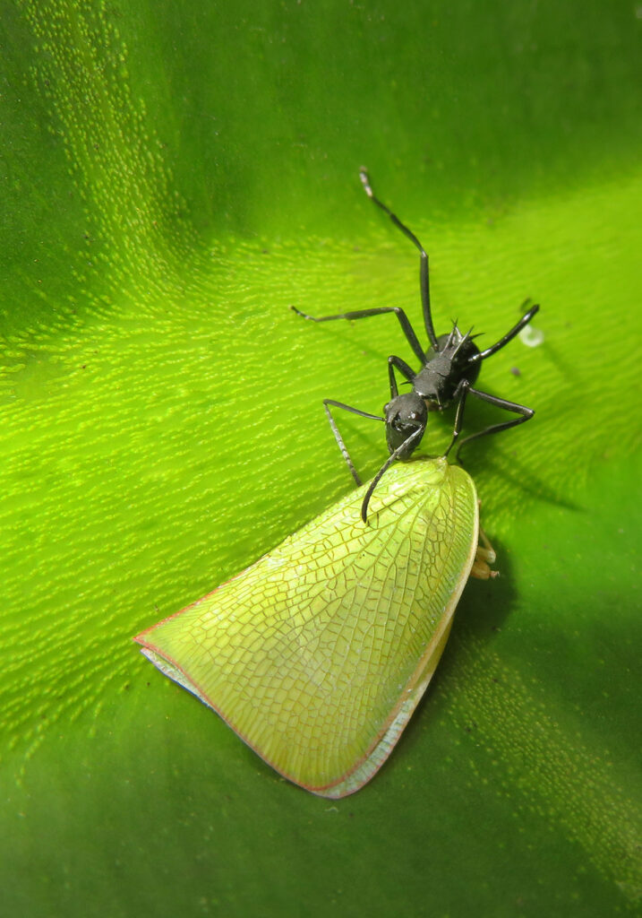 Semut Formicine (Subfamili Formicinae)