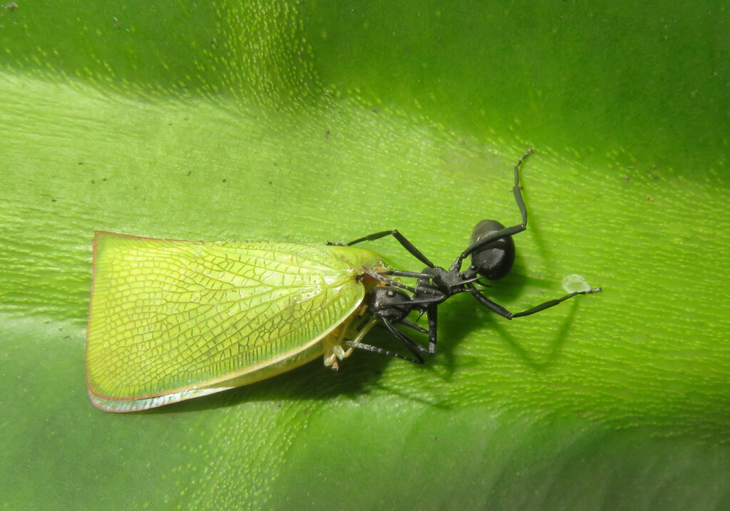 Semut Formicine (Subfamili Formicinae)