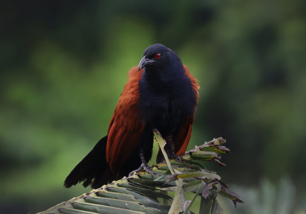 Greater Coucal