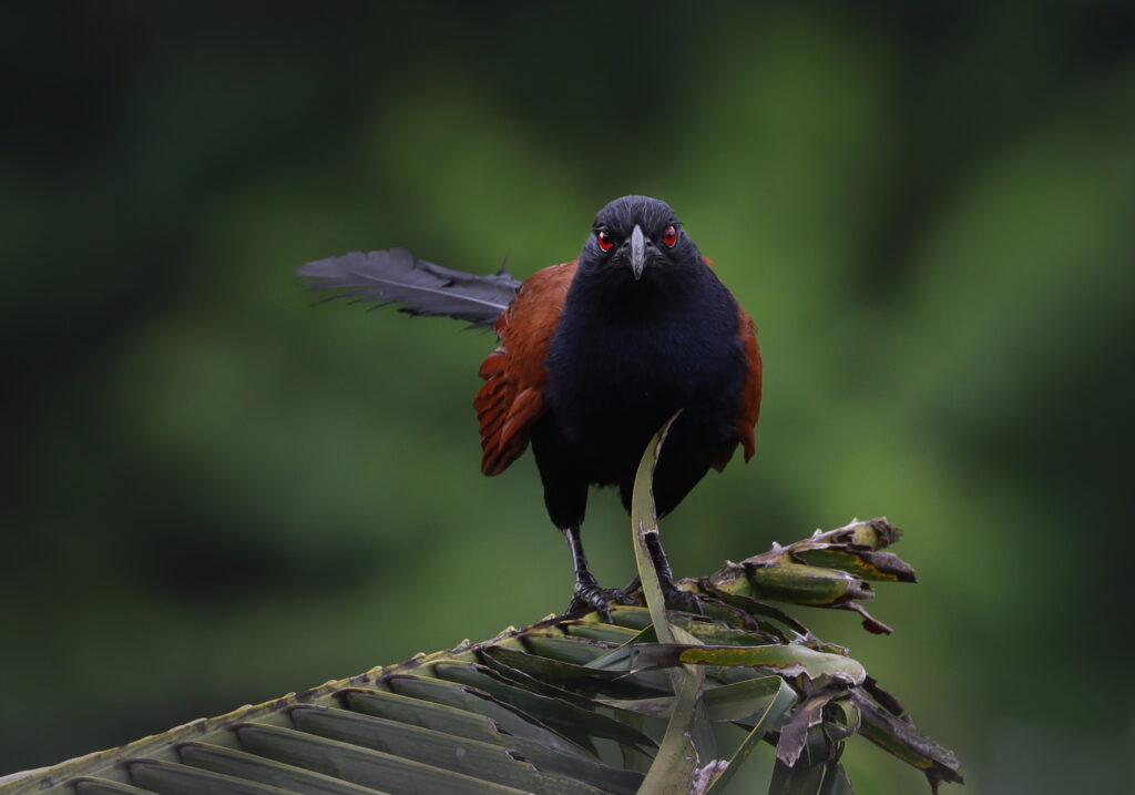 Greater Coucal