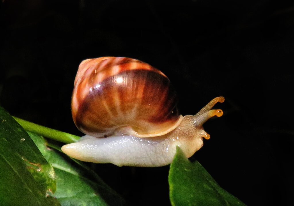 Amphidromus perversus